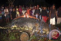 Warga Singkil Tangkap Buaya
