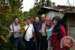 Petani Sambas Belajar Pengelolaan Jeruk Berastagi