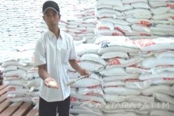 Beras Bulog Bondowoso Diserang Hama Risoverta