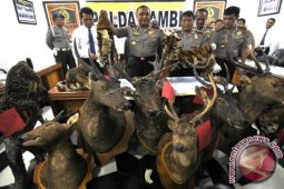 Polda Jambi amankan dua kulit harimau sumatera
