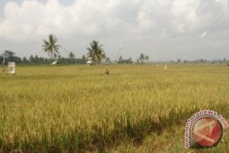 Kaltim Optimistis Bisa Swasembada Beras