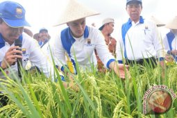 Zola: taman teknologi pertanian upaya mandiri pangan