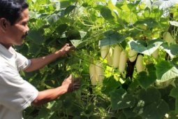 Pemerintah Antisipasi Dampak La Nina Terhadap Petani