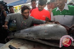 Alor Pasarkan Ikan ke Timor Leste