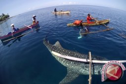 Ratusan Wisatawan Padati Obyek Wisata Hiu Paus