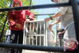 SBI Kalsel Evakuasi Bekantan Masuk Perumahan Mewah