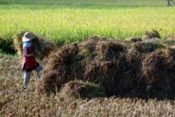 Produksi Padi Meningkat