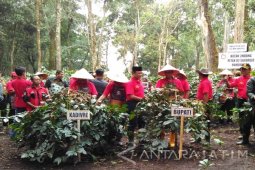 Pemkab Bondowoso akan Canangkan "Agroforetry Ecotourism" Kopi Arabika