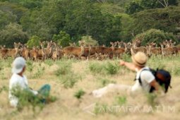 Populasi Rusa Timor