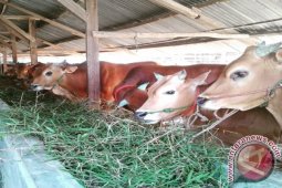 Tim Gabungan Bangka Barat Pantau Hewan Kurban