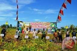 Batola Berhasil Kembangkan Kedelai