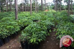 Pemkab Abdya salurkan 50 ribu bibit pala