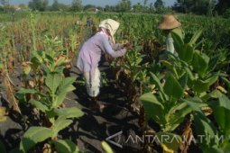 Harga Tembakau Madura