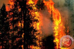 Polda Riau Tetapkan 85 Tersangka Pembakar Lahan