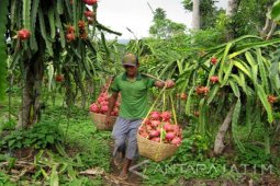 Pemkab Jember Kembangkan Wisata Satu Desa Satu Produk