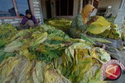Harga Tembakau Naik Dipicu Meningkatnya Permintaan Pasar