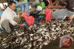 Harga Kepiting Laut