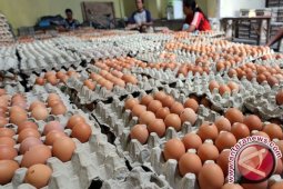 Stok Telur Ayam di Pangkalpinang 20 Ton