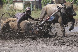 Karapan Sapi Brujul