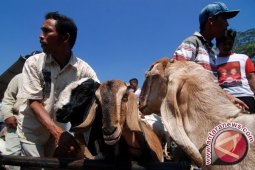 Ini alernatif sumber protein hewani menurut Presiden Jokowi
