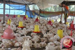 Togo Bantai 11.500 Ayam Setelah Diserang Virus Flu Burung