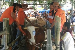 170 Ekor Sapi Ikuti Kontes di Situbondo