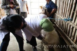 Petugas Periksa Kesehatan Hewan Kurban di Kediri