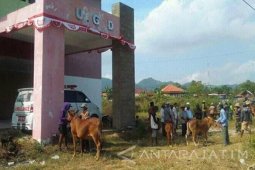 DPRD Kritik Halaman Rumah Sakit Jadi Pasar Sapi