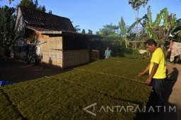 Harga Tembakau Rajangan Naik
