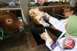 MUI Jambi Imbau Masyarakat Teliti Beli Hewan Kurban