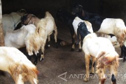 Pedagang Keluhkan Sepinya Permintaan Kambing Kurban