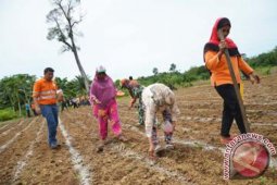 Batangtoru Menuju Swasembada Jagung