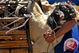 Pedagang Hewan Kurban di Lebak Keluhkan Sepinya Pembeli