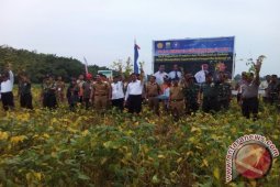 Menteri Pertanian panen kedelai di Kecamatan Berbak