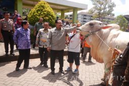 Puluhan Sapi Ikuti Kontes Ternak Sidoarjo