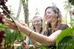 Banyuwangi Gelar Pesta dalam Festival Kembang Kopi