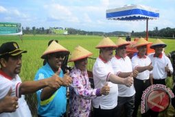 Paser Panen Raya di Lahan 80 hektare