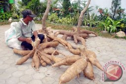 Lampung Tuan Rumah Mengatasi Rendahnya Harga Singkong