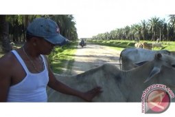 Pesanan Hewan Qurban Turun 50 Persen