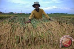 BI-Pemkab Gorontalo Panen Perdana Program Pengembangan Klaster Beras