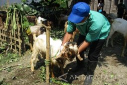 Petugas Temukan Hewan Tidak Layak Jual