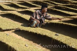 Harga Tembakau Madura Naik