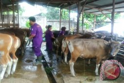 Ratusan hewan kurban di Jambi tidak sehat