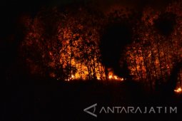 Kebakaran Hutan Jati
