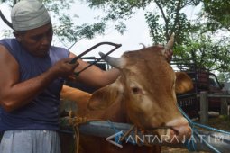 Ngasimin, Si Ahli Salon Hewan asal Magetan