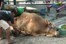 Bupati Anas Kurban Sapi 700 Kilogram