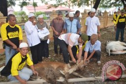 Pemko tPadangsidimpuan Kurban 29 Ekor Sapi
