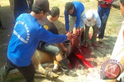 Polresta Banjarmasin Sembelih Sembilan Sapi Kurban