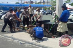 A Bull to Sacrifice Went Rampage in Banjarmasin Police Headquarters
