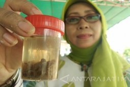 Petugas Temukan Sapi Kurban Terjangkit Cacing Hati